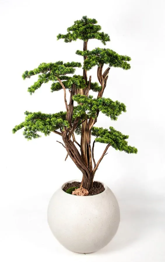 AG2193 004 BONSAI AGAC 190 CM