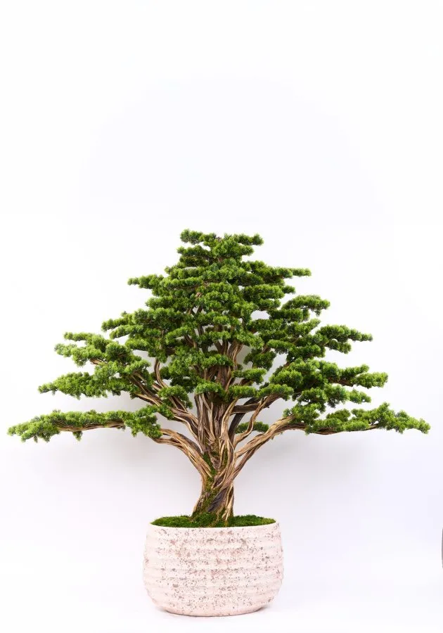 AG2193 089 BONSAI HAYAT AGAC 170 CM
