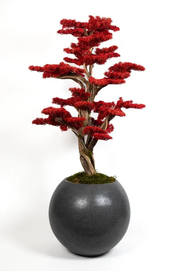 AG2194 028 BONSAI AGAC 170 CM