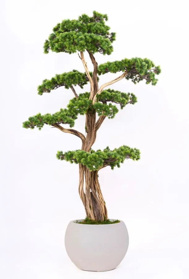AG2236 001 BONSAI AGAC 180 CM