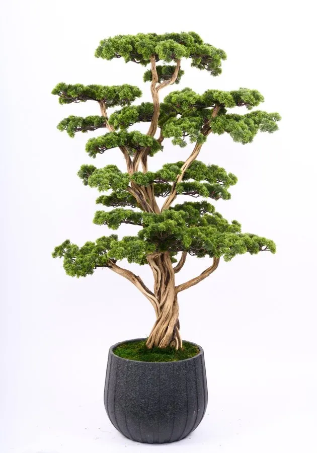 AG2238 002 BONSAI AGAC 170 CM