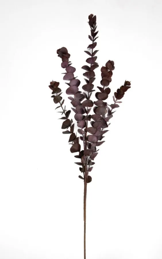 0105804 OKALIPTUS DAL 78 CM