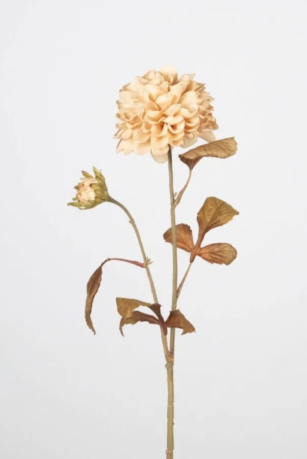 0103644 KASIMPATI 72 CM KREM