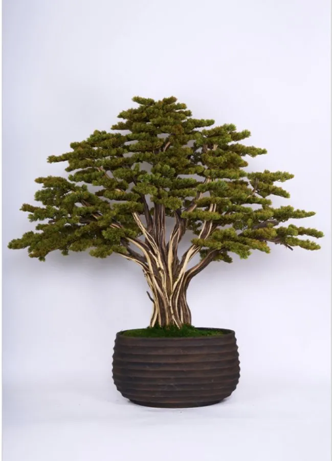 BONSAI YAŞAM AĞACI 180*170 CM SAKSILI TNA-1054